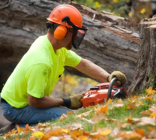 tree services New Auburn